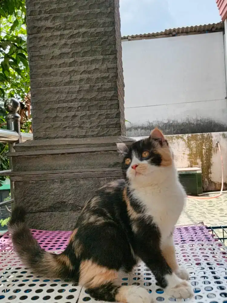 Bsh scottish fold kitten murce