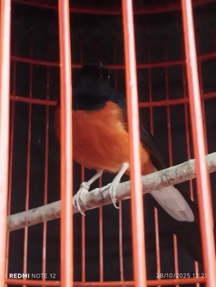 Murai Batu Pastol Original Bahorok Lawas