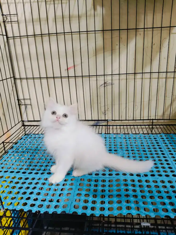 Persia medium white solid