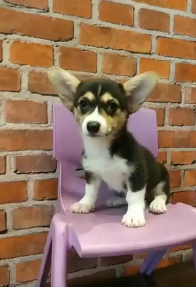 Welsh corgi pembroke