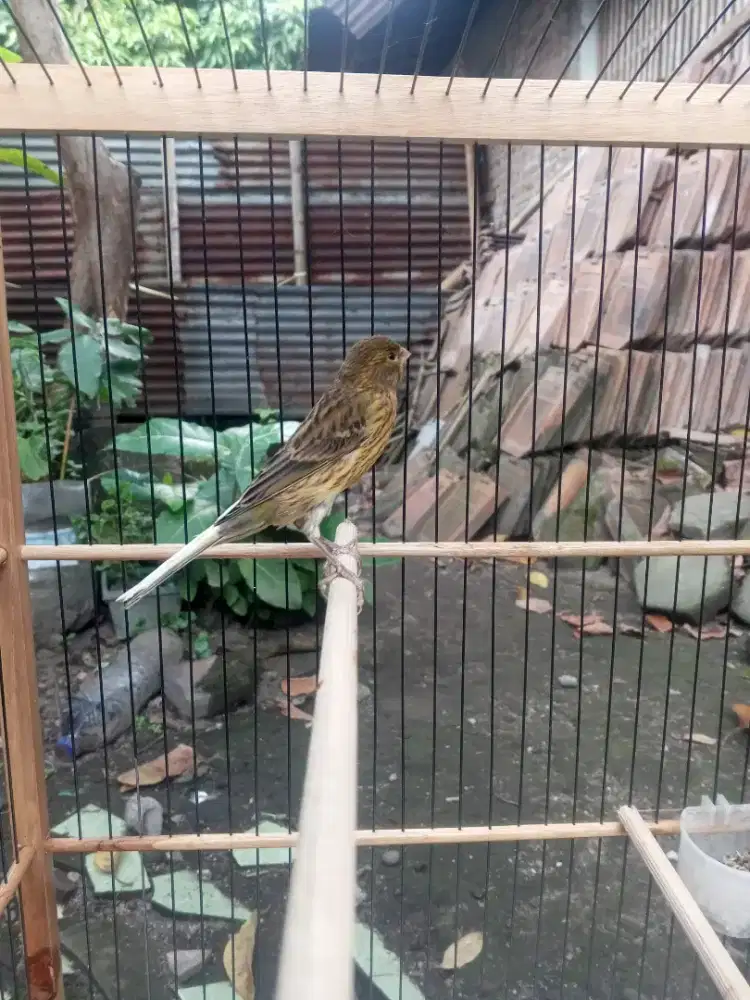 Kenri jatan. 2 bulan