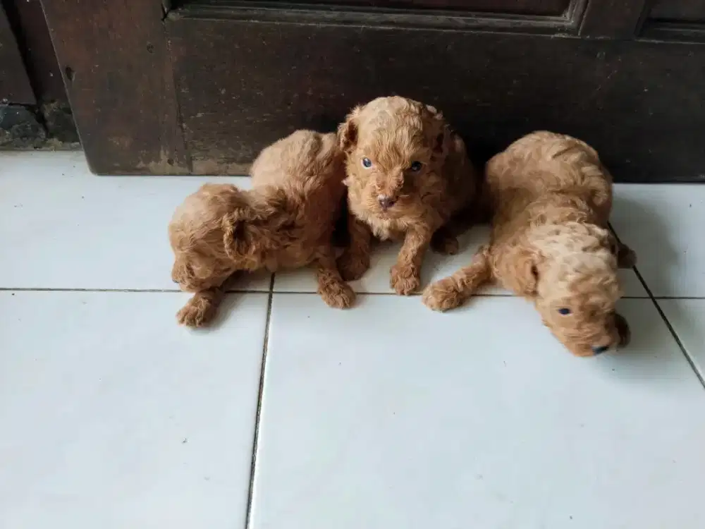 Poodle 2 Jantan 1 Betina DOB 8Nop2025