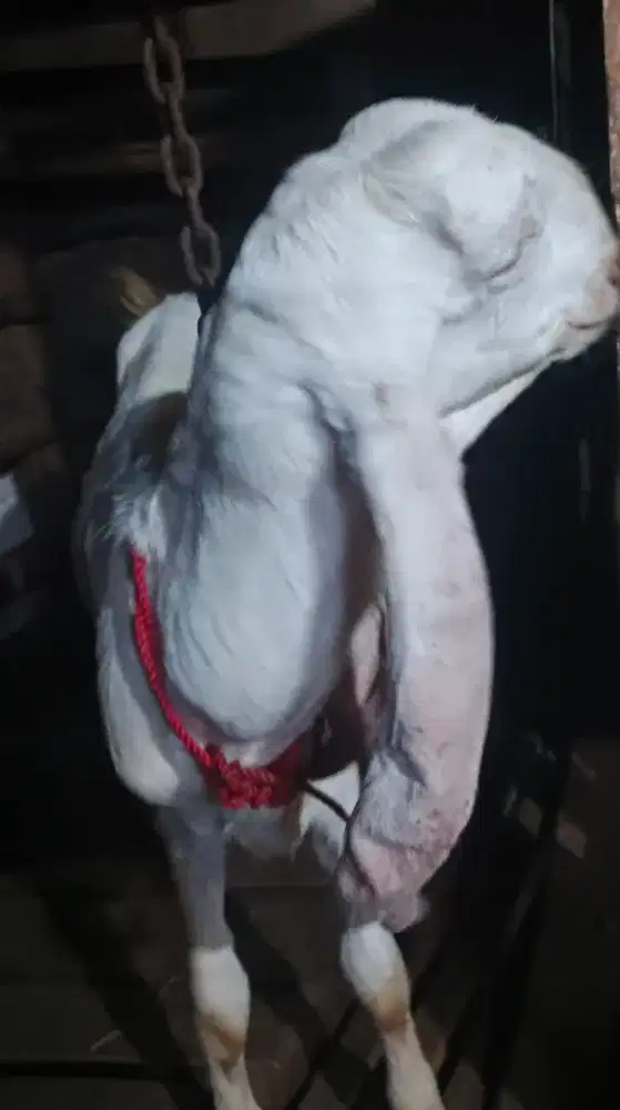 Kambing Senduro Betina 7 bulan