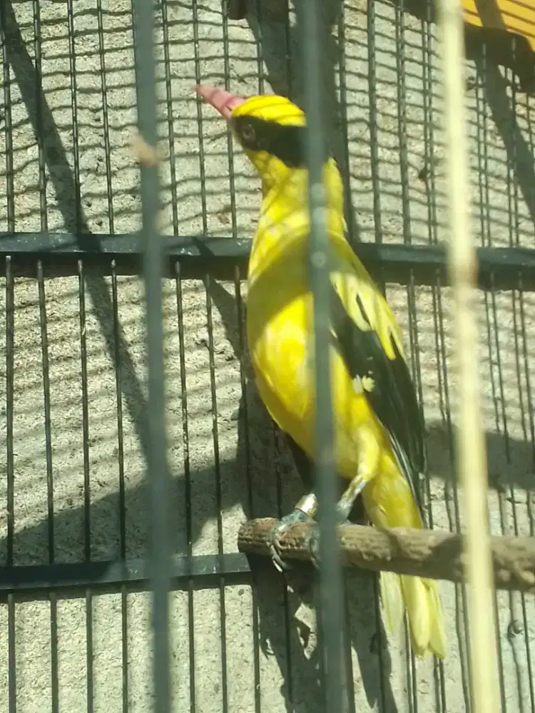 KEPODANG JAWA KAKI DKER NYISIK ANTENG BUAT ALARM SUBUH 1 JUTA