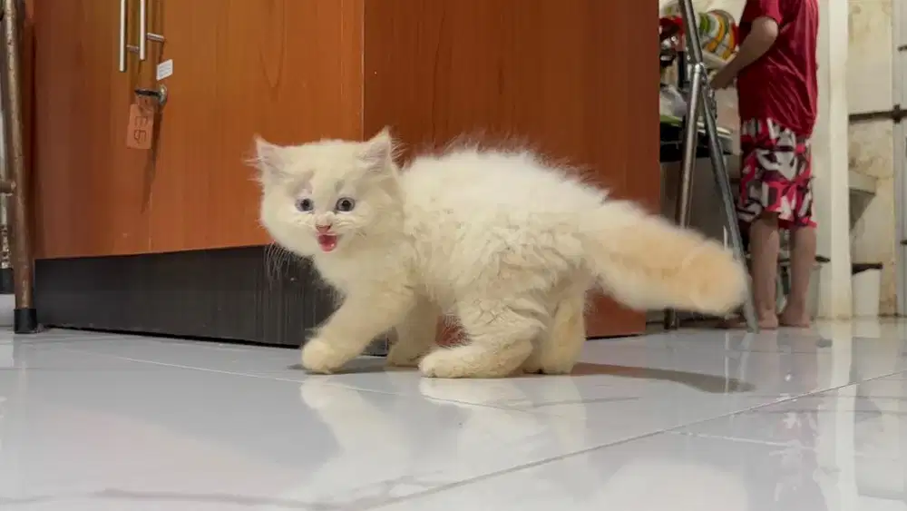 Kucing anggora umur 2 bulan
