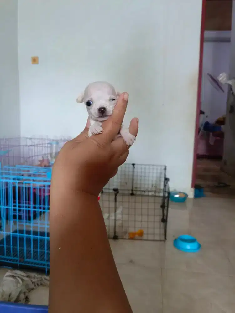 Teacup Chihuahua / Mini chihuahua Medan