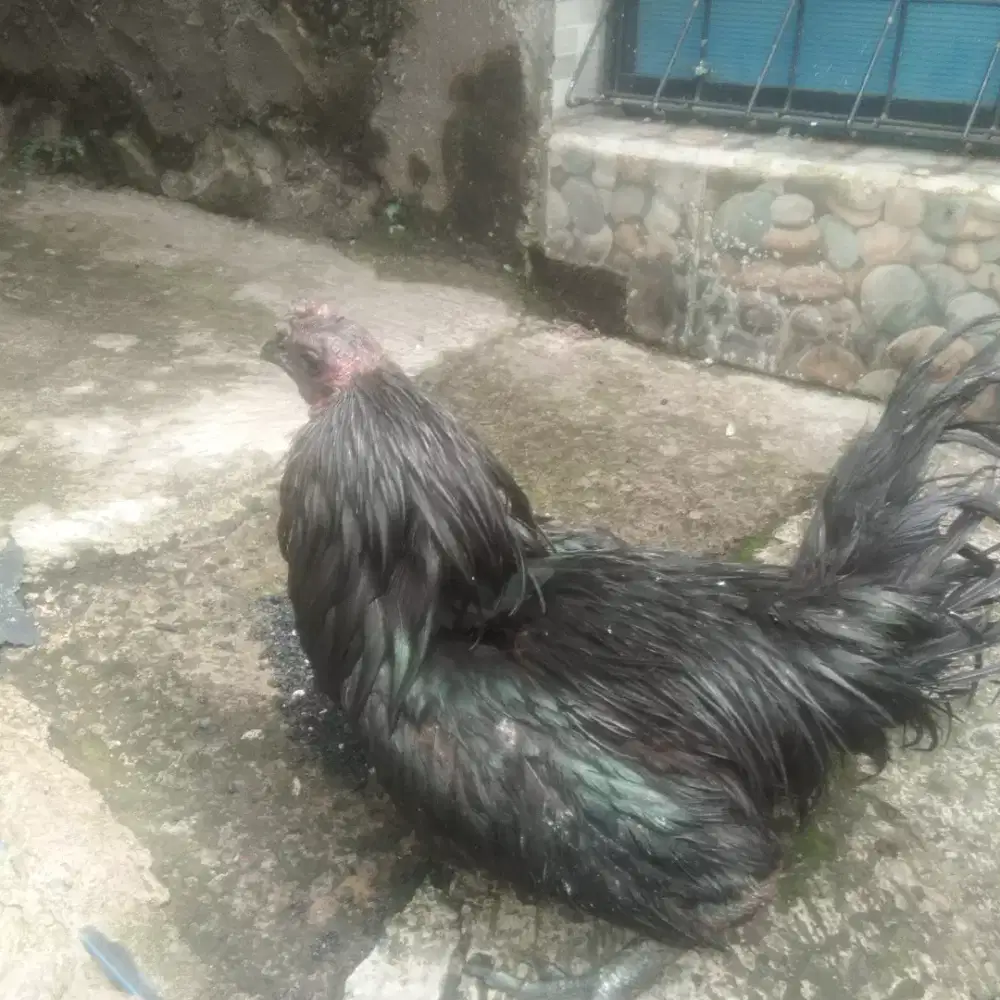 jual ayam cemani 1 jodo