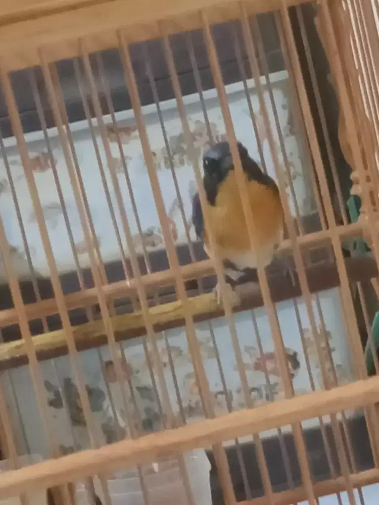 Jual gledejan gunung Jawa Pur total