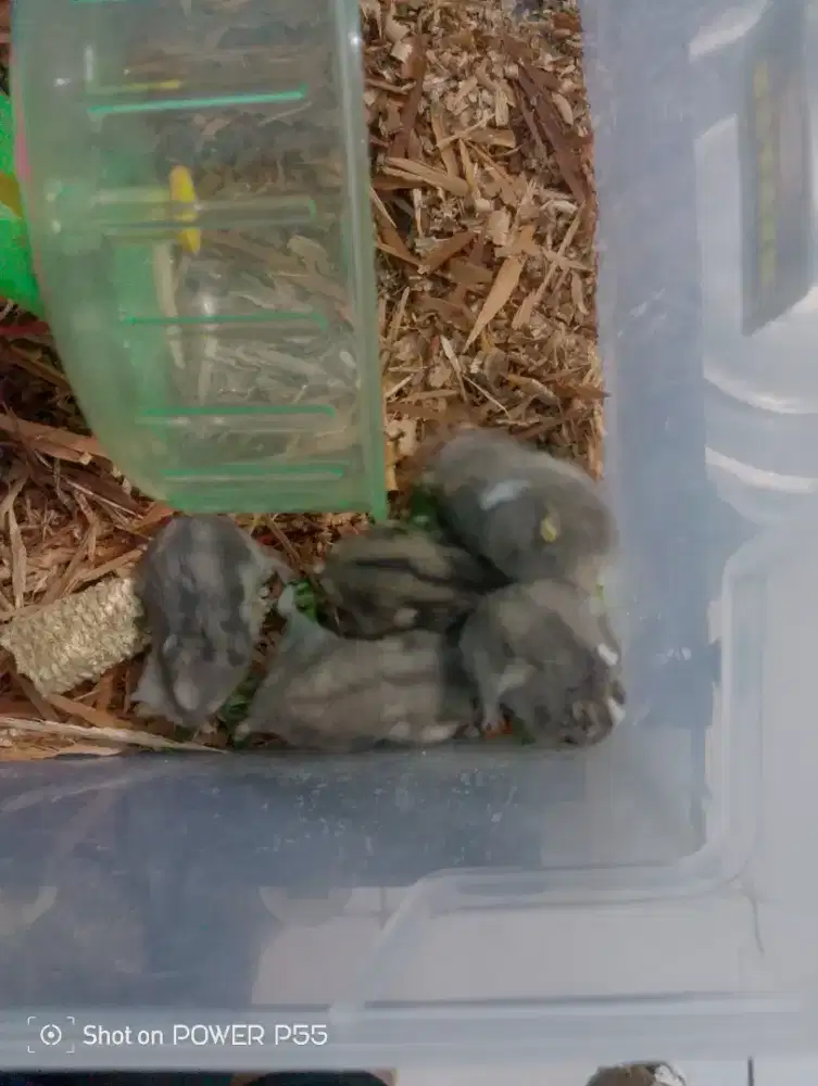 Hamster winter white