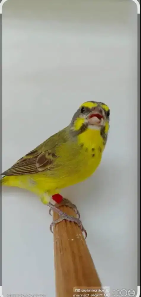 Mozambik betina mapan pullset