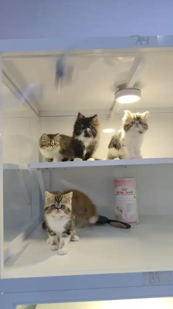 Kucing kitten persia peaknose Lh & exo