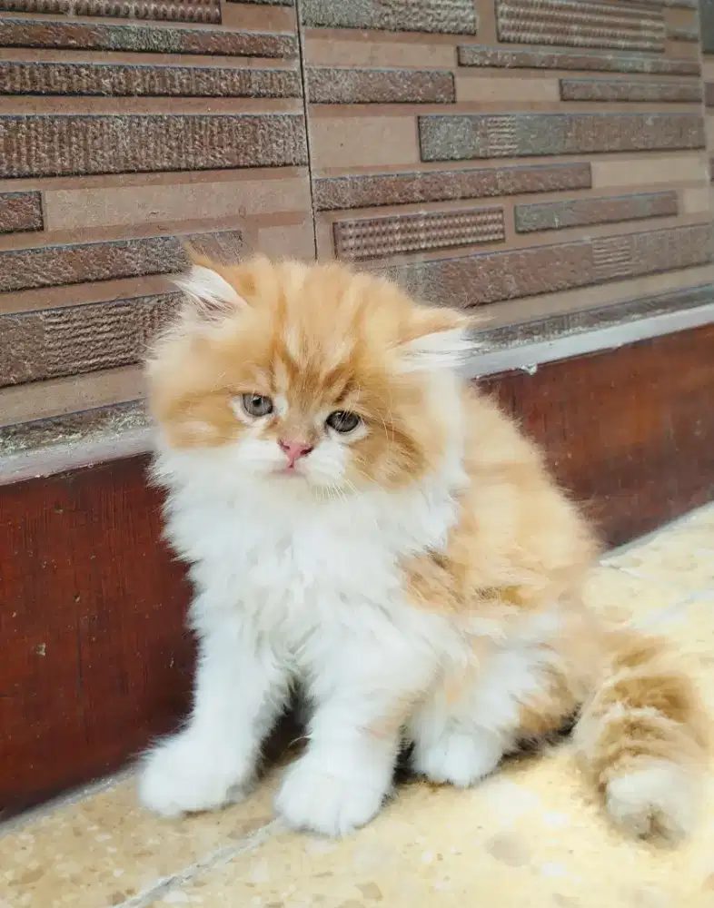 Kitten Munchkin NON Standar