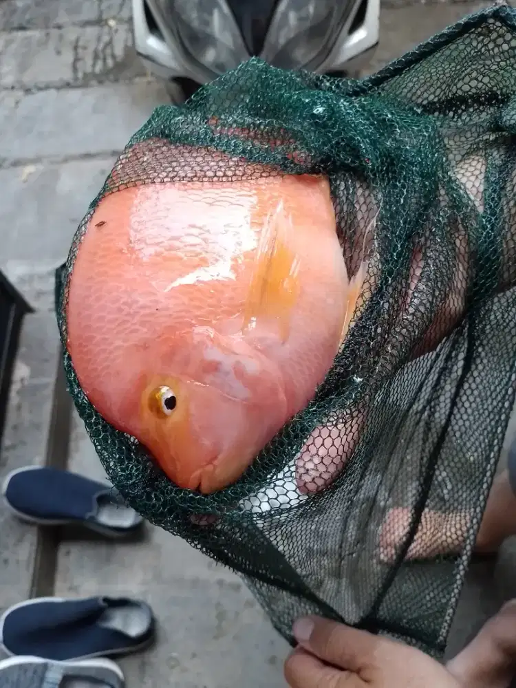 Ikan kingkong parrot