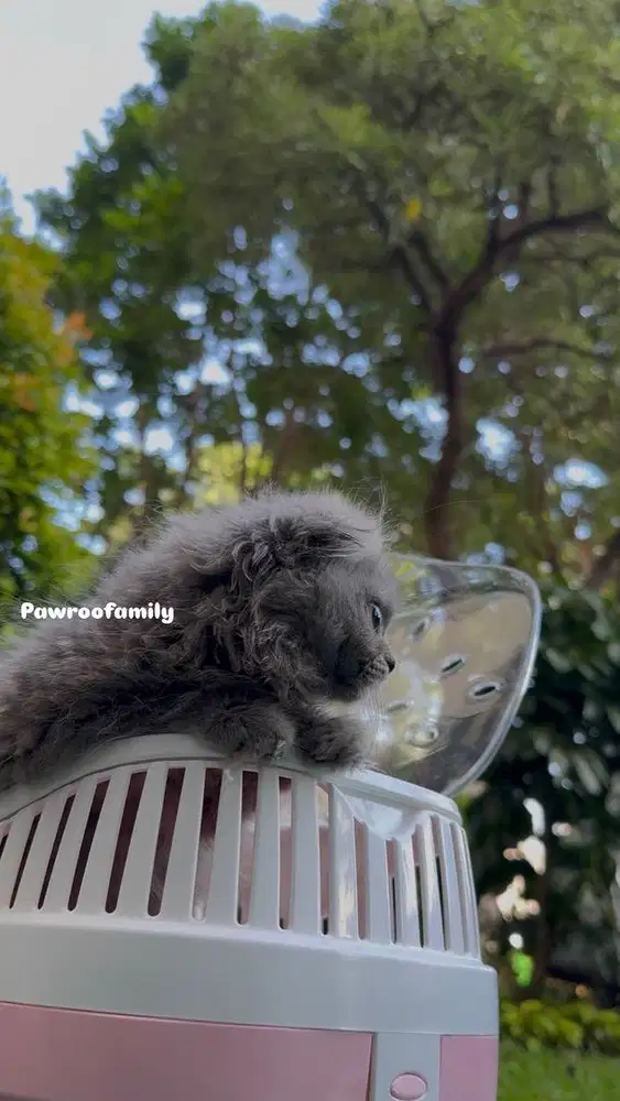 Scottish Fold Mix BSH, Blue BLH, Triple Fold