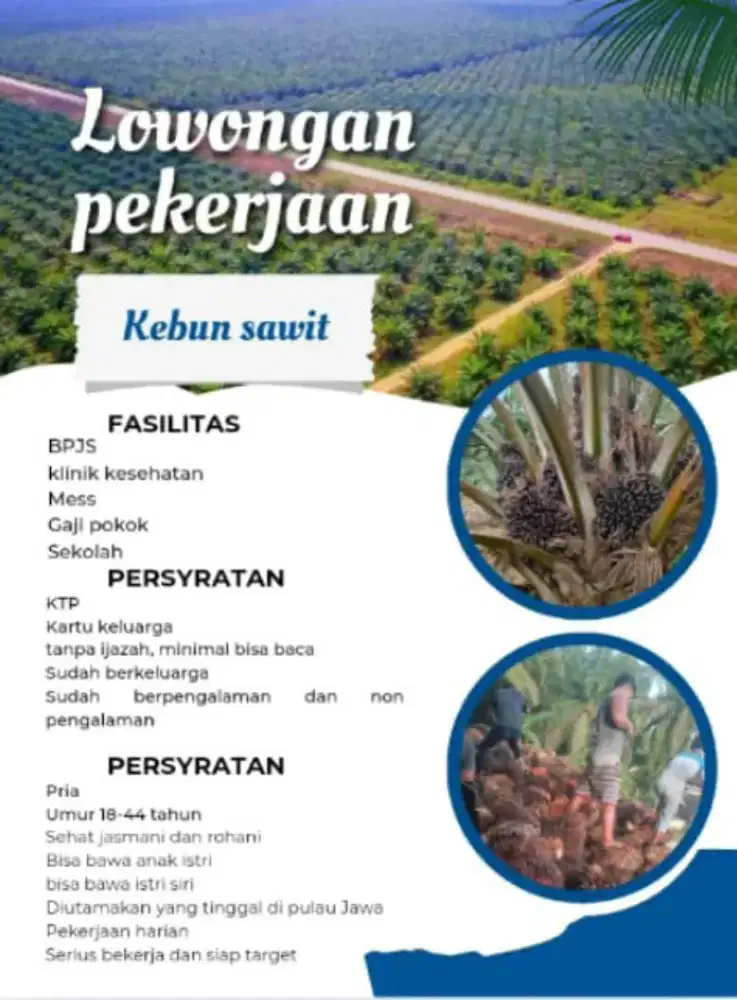 Loker kelapa sawit (sumedang Tomo)