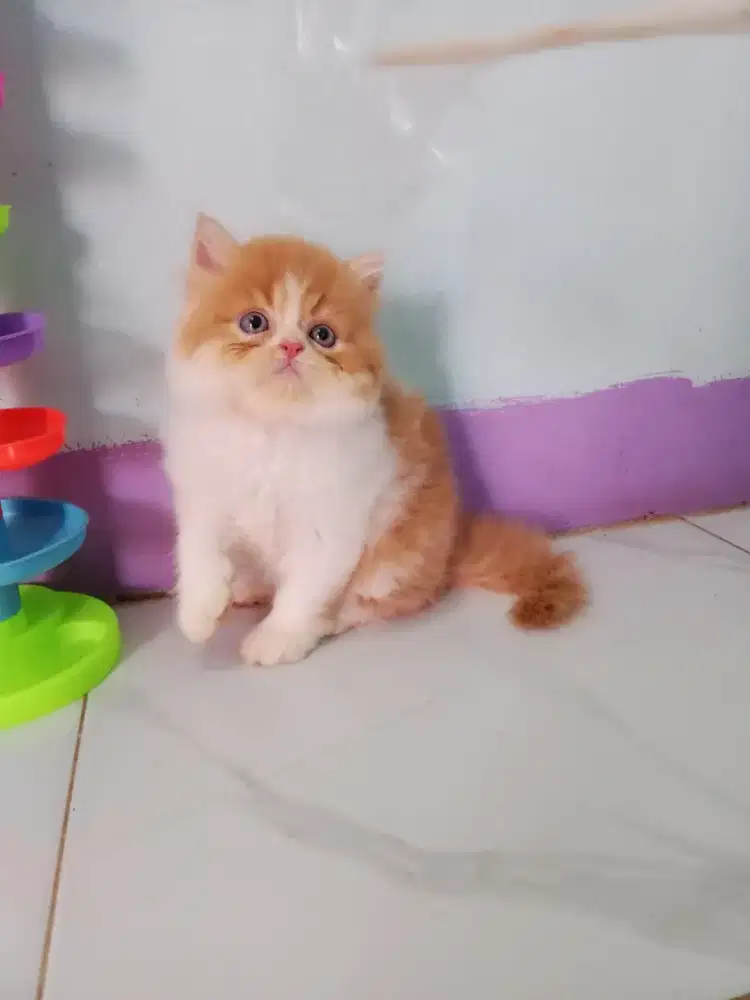 Kucing Persia flatnose