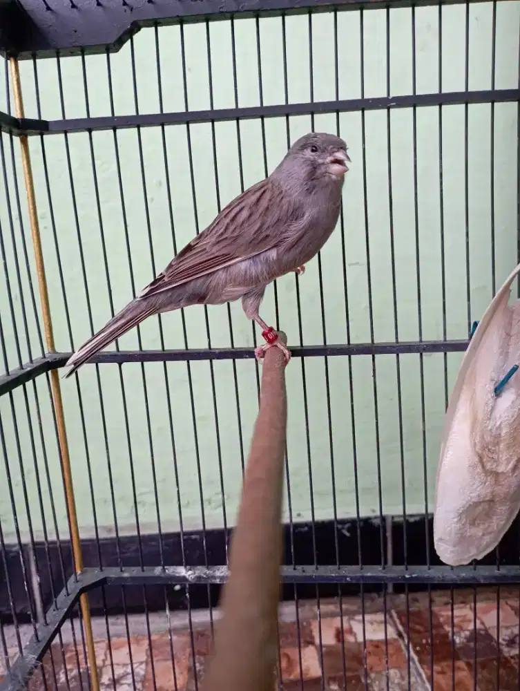 kenari AF/AFS starblue