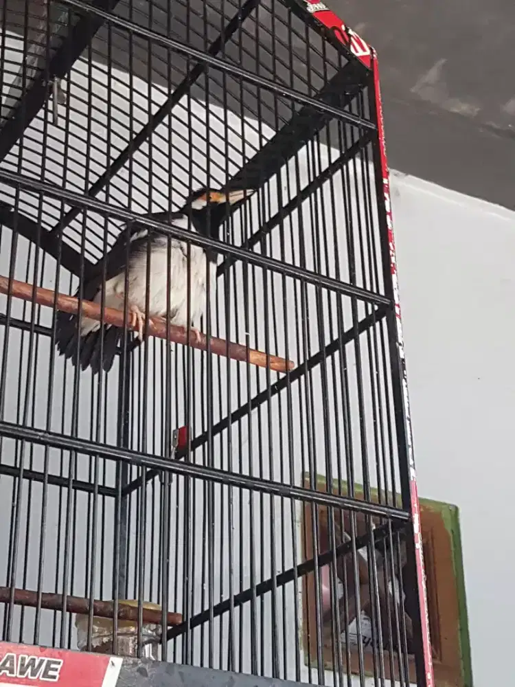 Jalak suren mulus ngagaruda