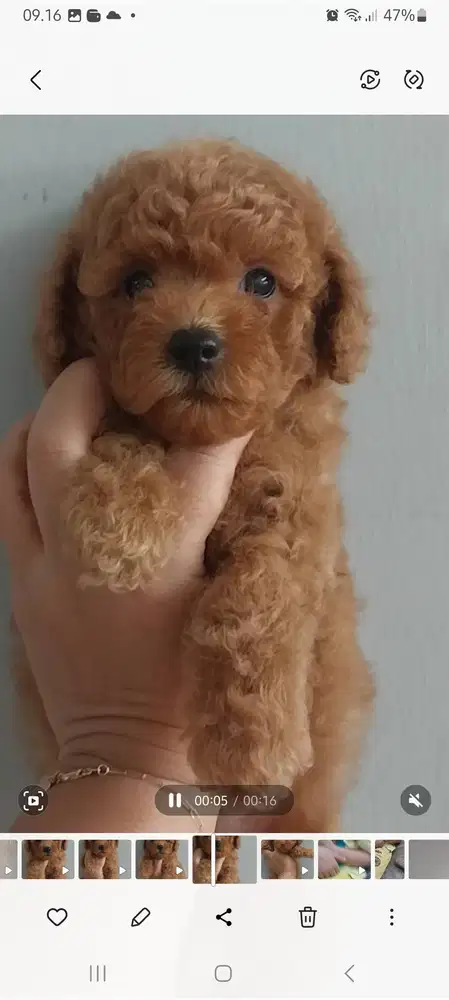 Di jual anak Poodle Lucu