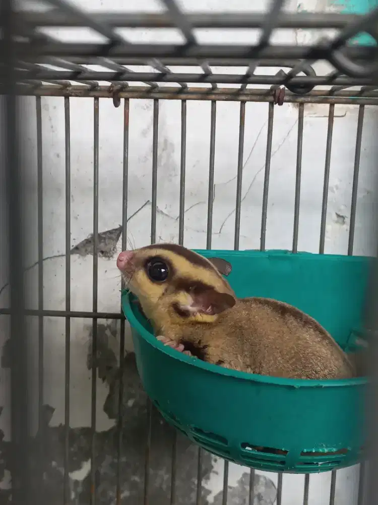 Sugar glider het leu