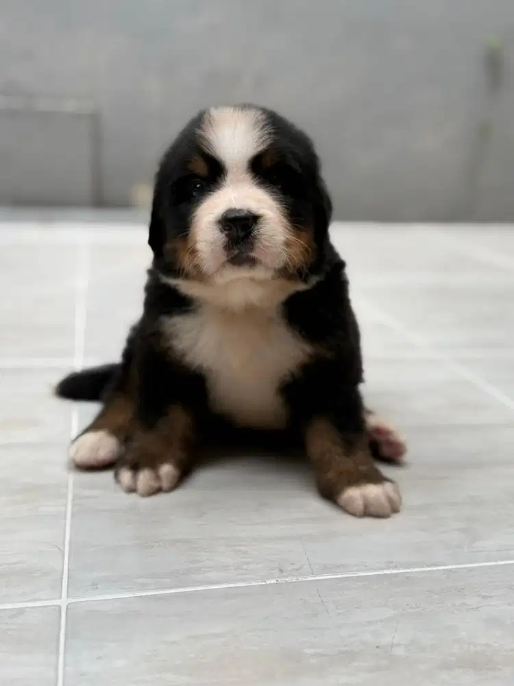 Bernese Mountain Dog Betina