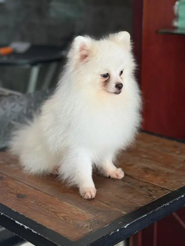 Pomeranian Jantan
