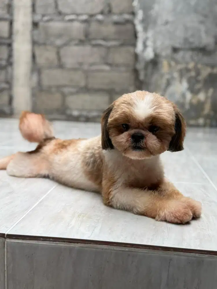 Pejantan Shihtzu