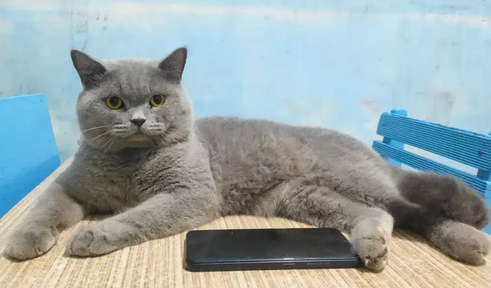 British Shorthair PED WCF (BSH blue)