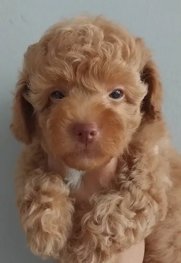 Dijual anak Poodle jantan