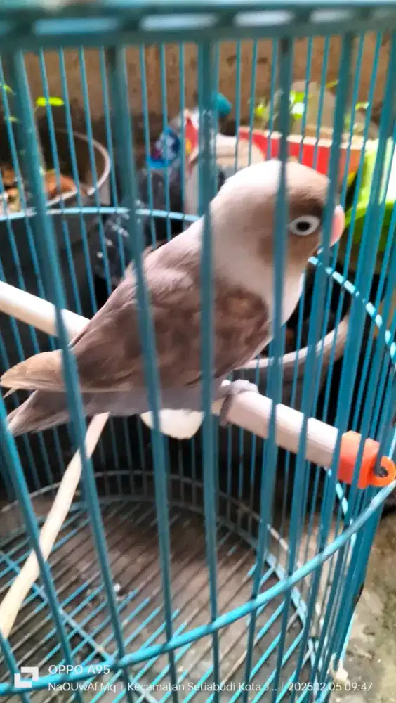 Jual/barter Lovebird betina NGAPAL