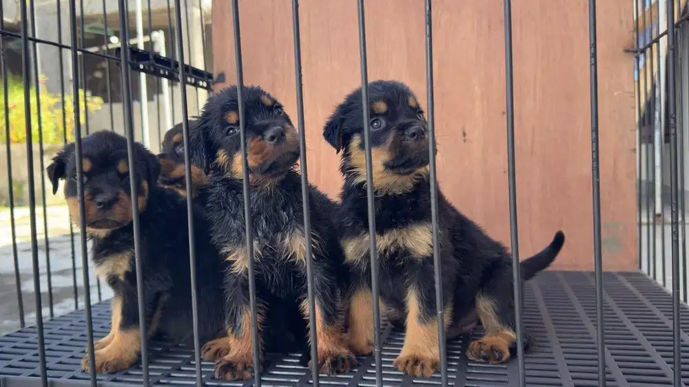 anakan rottweler 5 minggu stambom