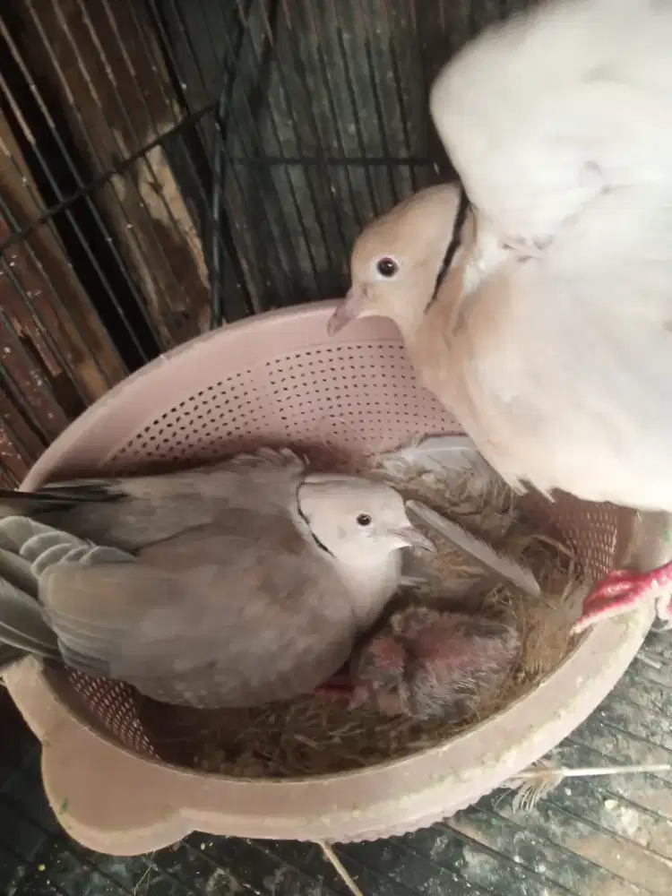 Puter sepasang produk