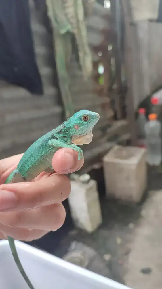 Blue iguana pure