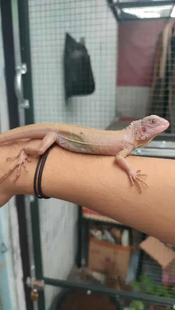 Albino t+ x blue het albino iguana