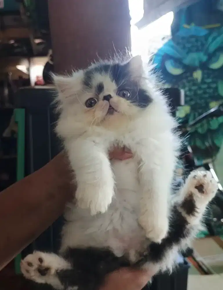 Persia peaknose pesek mata belok warna panda