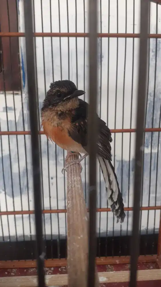 Murai Batu medan trotol blorok