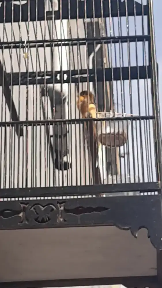 Burung kenari gacor fullset