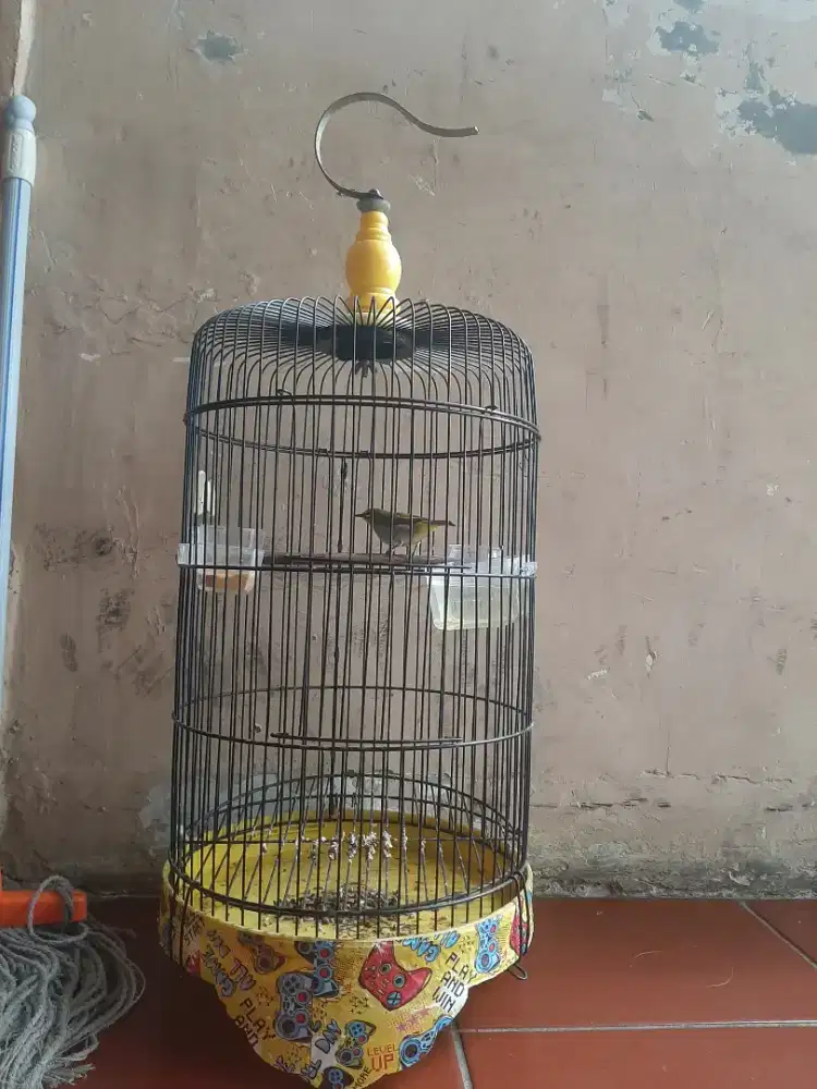Burung si hijau bustomiiii fullset