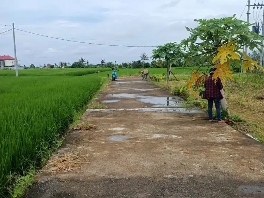 Tanah murah datar siap bangun Kedungu
