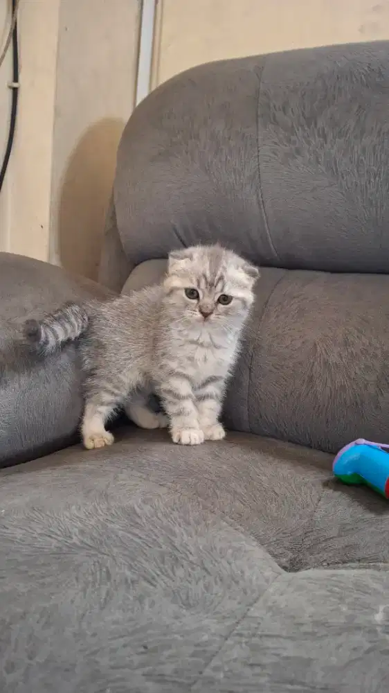 Scottish fold betina