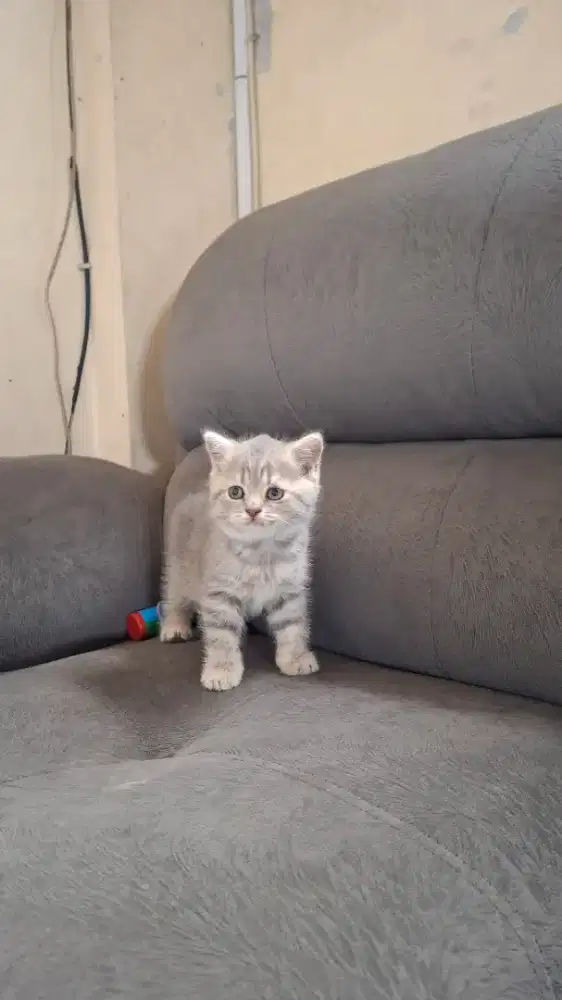 Scottish stright betina