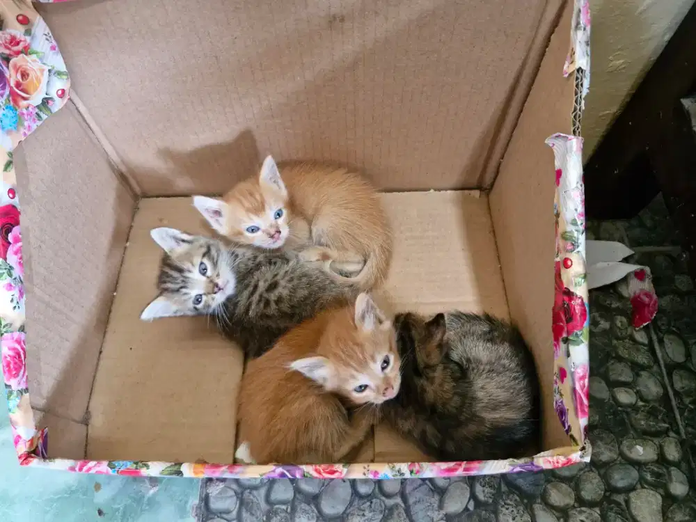 Anak kucing persia mixdom