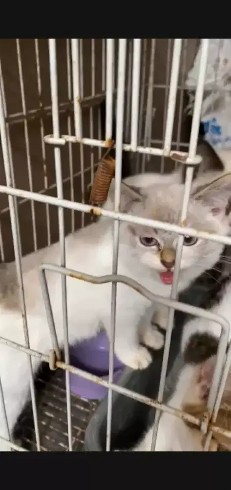 1 Kitten ragdoll dan 2 kitten medium