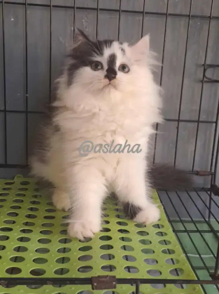 Kucing anggora/kitten persia betinakucing persia betina