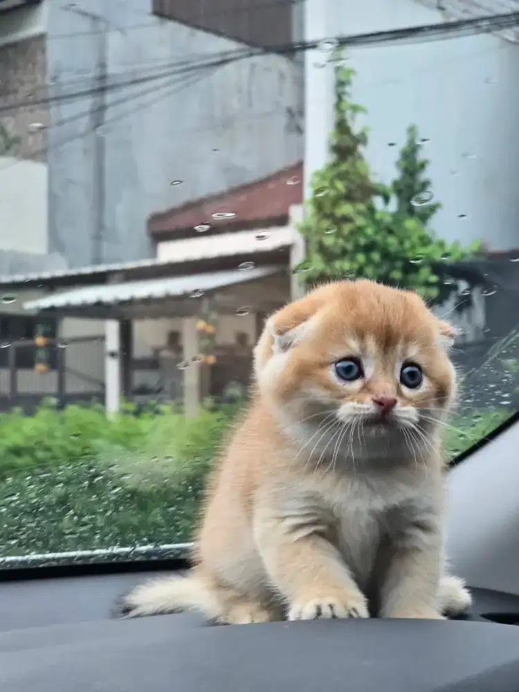 Kucing british shorthair bsh x scotish fold