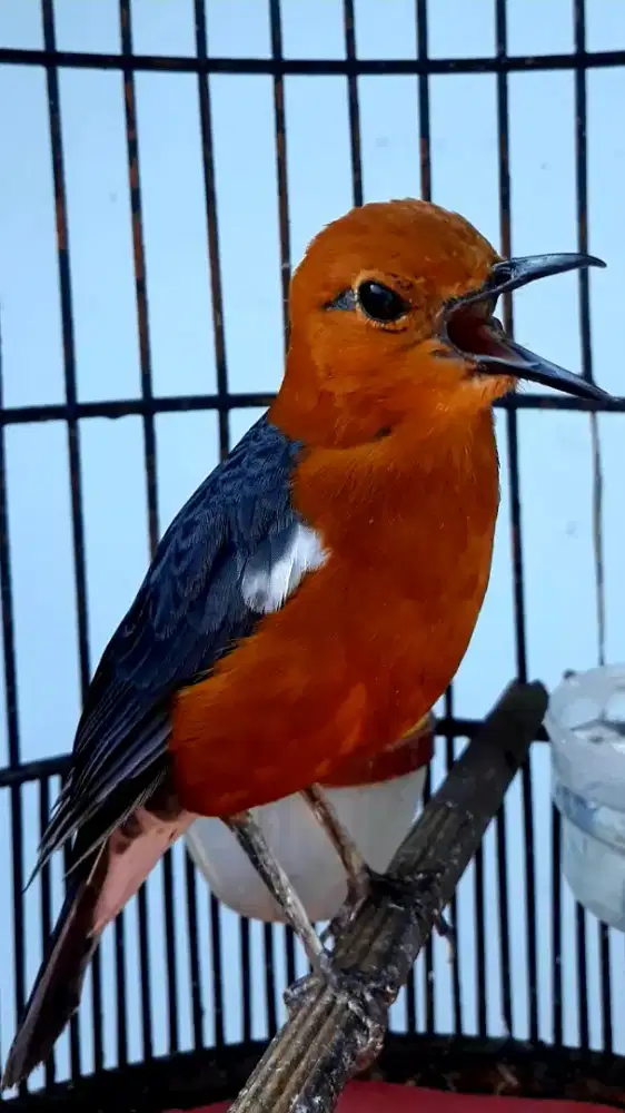 BURUNG ANIS MERAH GACOR PULSET MINUS AKTIFITAS NORMAL