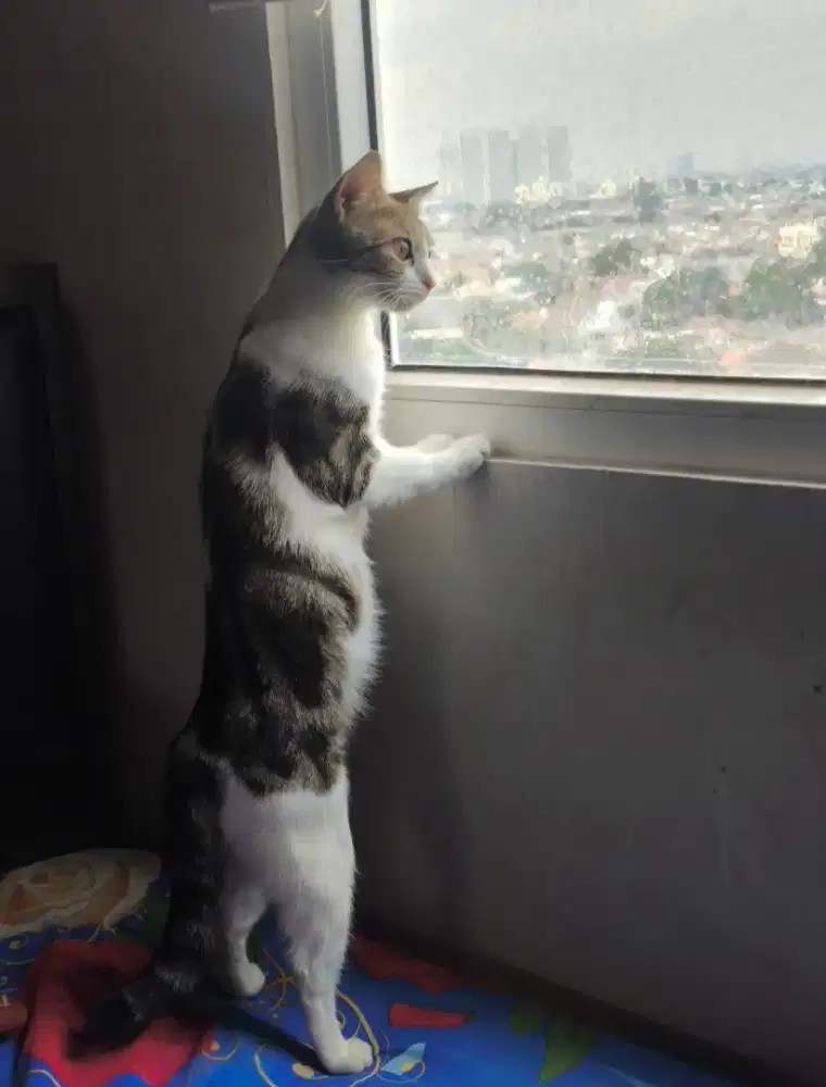 Kucing Mix Dom [ oppen addopt ]