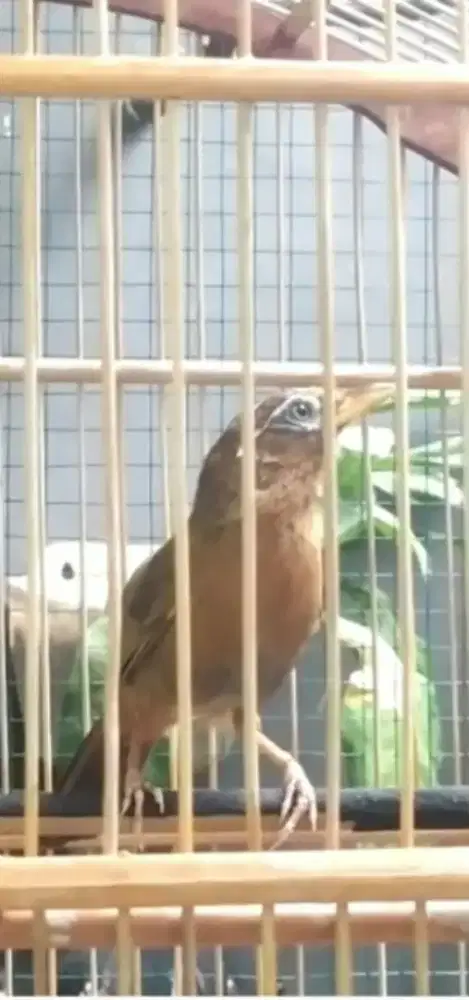 Burung Wambi / hwamei