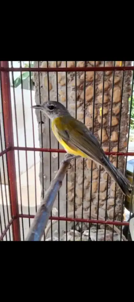 Samyong mutasi jantan Jaminan jantan