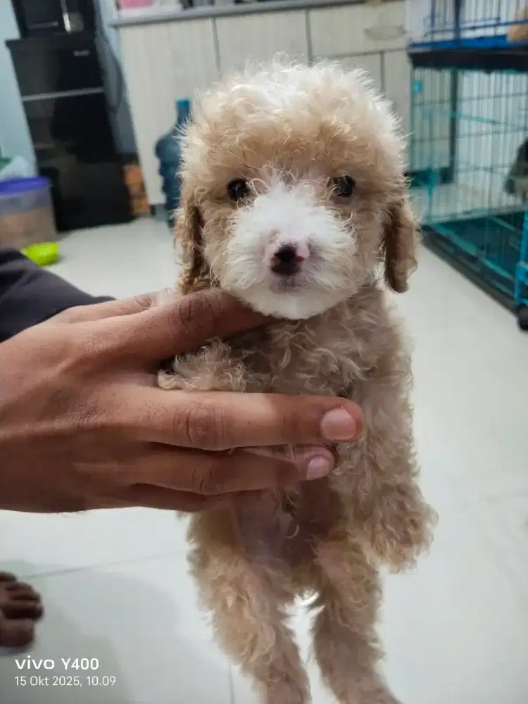 Toy poddel jantan umur 3 bulan
